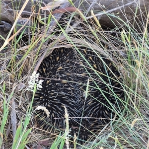 Tachyglossus aculeatus at Lake George, NSW - 2 Dec 2024