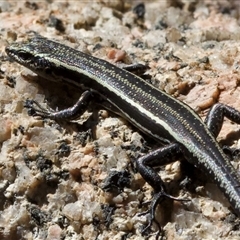 Pseudemoia spenceri (Spencer's Skink) at Tennent, ACT - 2 Dec 2024 by Pirom