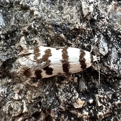 Philobota impletella Group (A concealer moth) at Tennent, ACT - 2 Dec 2024 by Pirom