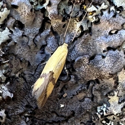 Crocanthes glycina (Lecithoceridae) at Tennent, ACT - 2 Dec 2024 by Pirom