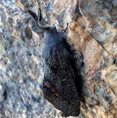 Pinara obliqua (Pinara obliqua) at Tennent, ACT - 2 Dec 2024 by Pirom