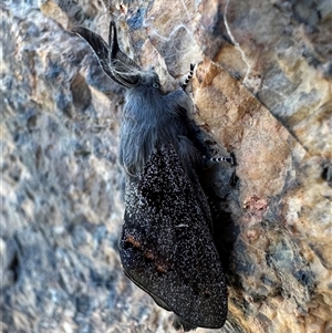 Pinara obliqua at Tennent, ACT - 2 Dec 2024