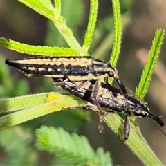 Unidentified Weevil (Curculionoidea) at Lake George, NSW - 2 Dec 2024 by clarehoneydove