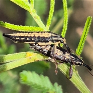 Rhinotia sp. (genus) (Unidentified Rhinotia weevil) at Lake George, NSW by clarehoneydove