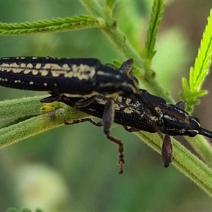 Rhinotia sp. (genus) at Lake George, NSW - 2 Dec 2024