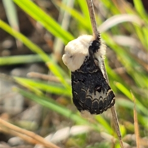 Genduara punctigera at Lake George, NSW - 2 Dec 2024