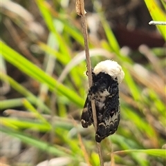 Genduara punctigera at Lake George, NSW - 2 Dec 2024