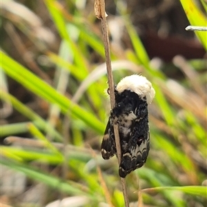 Genduara punctigera at Lake George, NSW - 2 Dec 2024