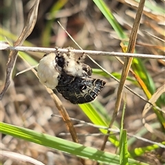 Genduara punctigera at Lake George, NSW - 2 Dec 2024