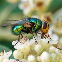 Calliphoridae (family) at Chisholm, ACT - 2 Dec 2024 by RomanSoroka