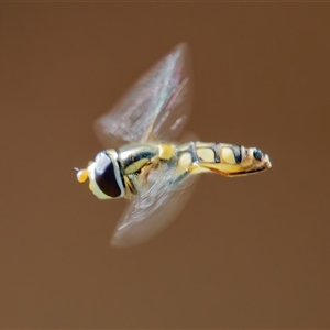 Simosyrphus grandicornis (Common hover fly) at Chisholm, ACT by RomanSoroka