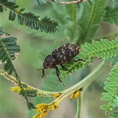 Cryptorhynchini (tribe) (Unidentified cryptorhynchine weevil) at Lake George, NSW - 2 Dec 2024 by clarehoneydove