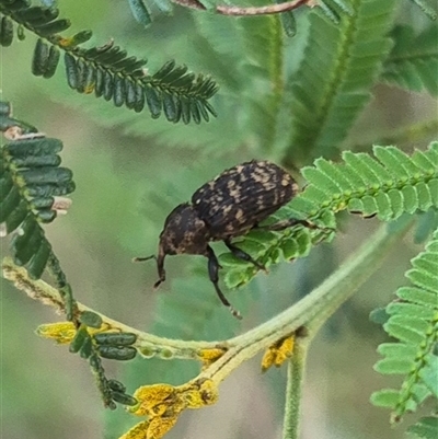 Cryptorhynchini (tribe) (Unidentified cryptorhynchine weevil) at Lake George, NSW - 2 Dec 2024 by clarehoneydove