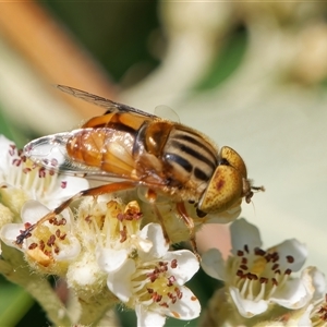 Eristalinus punctulatus (Golden Native Drone Fly) at Chisholm, ACT by RomanSoroka