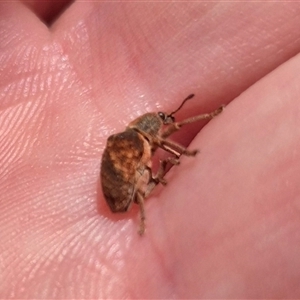 Gonipterus sp. (genus) at Bungendore, NSW - 2 Dec 2024