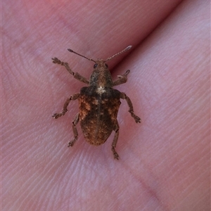 Gonipterus sp. (genus) at Bungendore, NSW - 2 Dec 2024