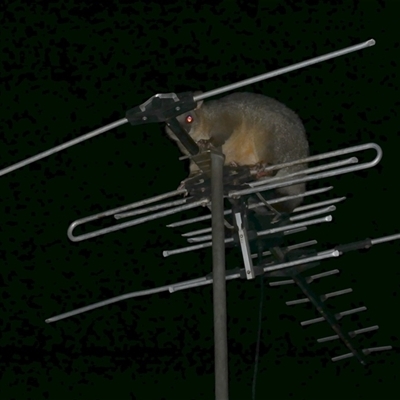 Trichosurus vulpecula (Common Brushtail Possum) at Freshwater Creek, VIC - 9 Apr 2020 by WendyEM