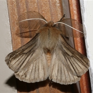 Pterolocera (genus) at Freshwater Creek, VIC - 10 Apr 2020