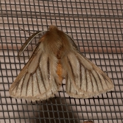 Pterolocera (genus) (Antheliid moth) at Freshwater Creek, VIC - 11 Apr 2020 by WendyEM