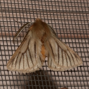 Pterolocera (genus) at Freshwater Creek, VIC - 11 Apr 2020 02:44 AM