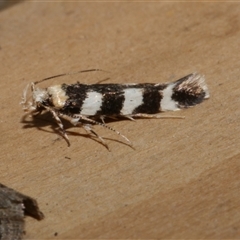 Limnaecia camptosema (A Cosmet moth (Cosmopteriginae) at Freshwater Creek, VIC - 10 Apr 2020 by WendyEM