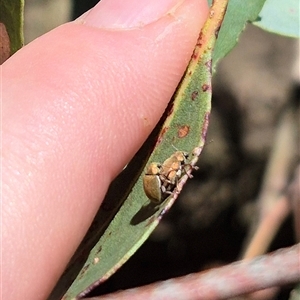 Edusella puberula at Bungendore, NSW - 2 Dec 2024