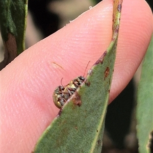 Edusella puberula at Bungendore, NSW - 2 Dec 2024