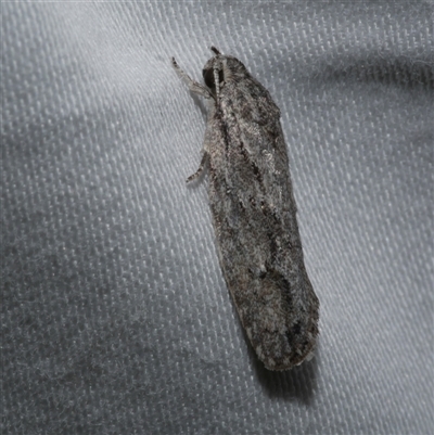 Agriophara platyscia (A Concealer moth) at Freshwater Creek, VIC - 10 Apr 2020 by WendyEM