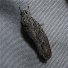 Agriophara platyscia at Freshwater Creek, VIC - 11 Apr 2020 12:00 AM