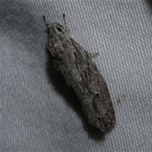 Agriophara platyscia at Freshwater Creek, VIC - 11 Apr 2020