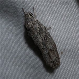 Agriophara platyscia at Freshwater Creek, VIC - 11 Apr 2020 12:00 AM