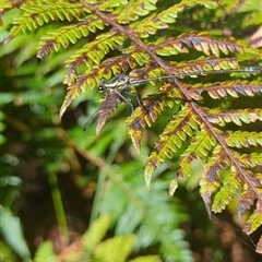 Austroargiolestes icteromelas (Common Flatwing) at Mount Kembla, NSW - 1 Dec 2024 by BackyardHabitatProject