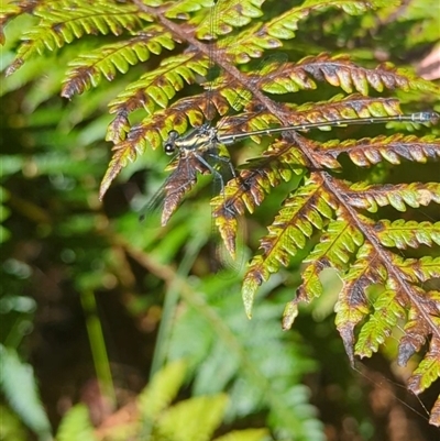 Austroargiolestes icteromelas (Common Flatwing) at Mount Kembla, NSW - 2 Dec 2024 by BackyardHabitatProject