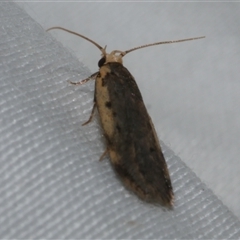 Hoplostega ochroma (a Eulechria Group moth) at Freshwater Creek, VIC - 10 Apr 2020 by WendyEM