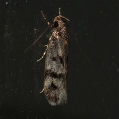 Barea zygophora (Concealer Moth) at Freshwater Creek, VIC - 10 Apr 2020 by WendyEM