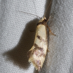 Olbonoma triptycha at Freshwater Creek, VIC - 10 Apr 2020