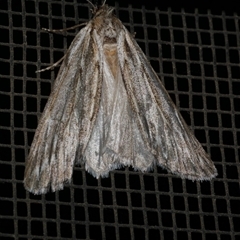 Ciampa arietaria (Brown Pasture Looper Moth) at Freshwater Creek, VIC - 10 Apr 2020 by WendyEM