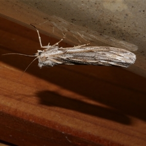 Ciampa arietaria at Freshwater Creek, VIC - 10 Apr 2020 09:51 PM
