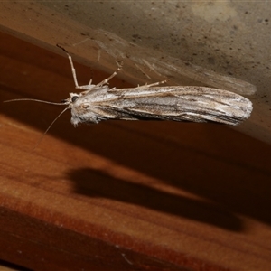 Ciampa arietaria at Freshwater Creek, VIC - 10 Apr 2020