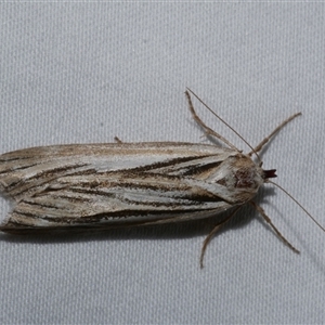 Ciampa arietaria at Freshwater Creek, VIC - 10 Apr 2020