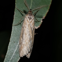 Ciampa arietaria (Brown Pasture Looper Moth) at Freshwater Creek, VIC - 10 Apr 2020 by WendyEM