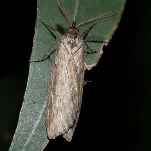 Ciampa arietaria at Freshwater Creek, VIC - 11 Apr 2020