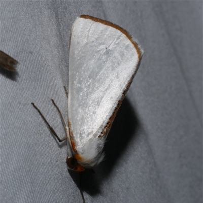 Thalaina selenaea (Orange-rimmed Satin Moth) at Freshwater Creek, VIC - 11 Apr 2020 by WendyEM