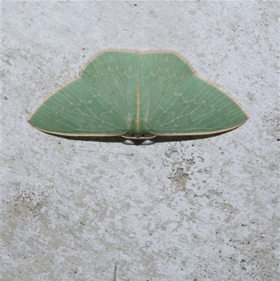 Chlorocoma dichloraria (Guenee's or Double-fringed Emerald) at Freshwater Creek, VIC - 11 Apr 2020 by WendyEM