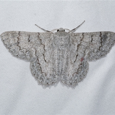 Crypsiphona ocultaria (Red-lined Looper Moth) at Freshwater Creek, VIC - 10 Apr 2020 by WendyEM