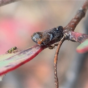 Eurymelinae (subfamily) (Unidentified eurymeline leafhopper) at Bungendore, NSW by clarehoneydove