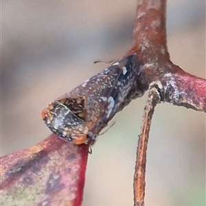 Eurymelinae (subfamily) at Bungendore, NSW - suppressed