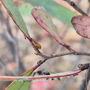 Eurymelinae (subfamily) at Bungendore, NSW - suppressed