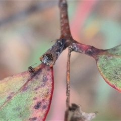 Eurymelinae (subfamily) at Bungendore, NSW - 9 Nov 2024