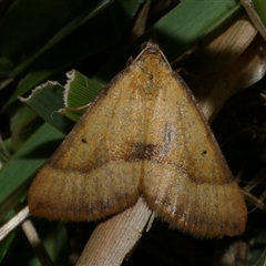 Anachloris subochraria (Golden Grass Carpet) at Freshwater Creek, VIC - 10 Apr 2020 by WendyEM